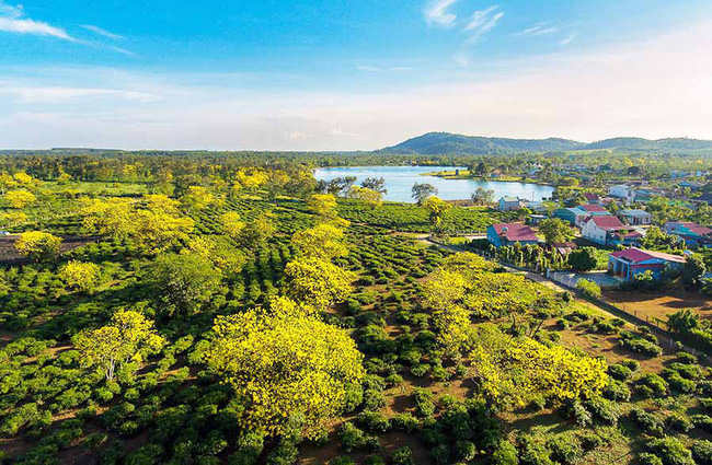 Độc đáo Ngày hội hoa muồng vàng tại Gia Lai