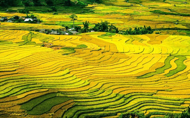 Ruộng bậc thang Mù Cang Chải vào top 