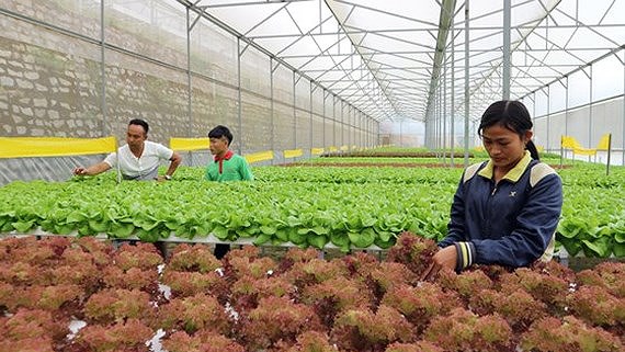 Ứng dụng CNTT vào truy xuất nguồn gốc đặc sản Đà Lạt